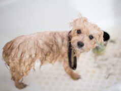 How to Properly Bathe Your Dog? dog bath