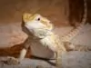 Guide To Bearded Dragon Nutrition