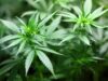Legalizing Marijuana