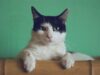 Getting to Know More About Anxiety in Cats and How CBD Treats Can Help scaled