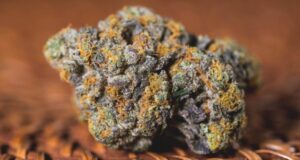 Is Gary Payton Strain A Hybrid scaled