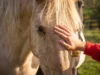 14 Things Horse Owners Should Know About What Their Horse Need Horse Owners