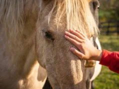 14 Things Horse Owners Should Know About What Their Horse Need Horse Owners