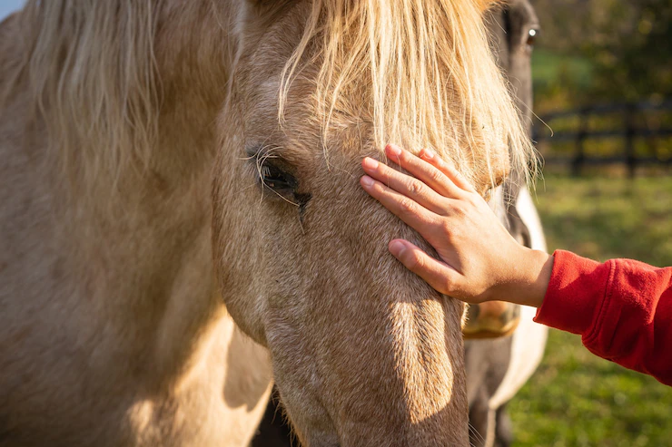 Horse Owners