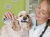 8 Reasons to Have Pet Insurance With Dental Cover Pet Insurance With Dental Cover