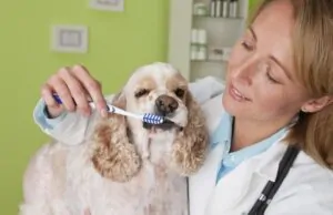 8 Reasons to Have Pet Insurance With Dental Cover Pet Insurance With Dental Cover