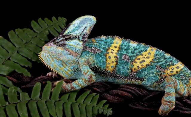 Reptile