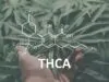 What Is THCA and How Is It Different from THC? thca