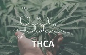 What Is THCA and How Is It Different from THC? thca