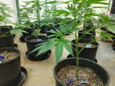 The Future of Autoflowering Cannabis: Trends and Developments in the Industry The Future of Autoflowering Cannabis scaled