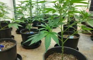 The Future of Autoflowering Cannabis scaled