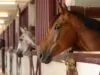 Things You Need to Know About Horse Stables