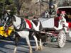 Horse Carriage Rides New York