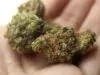 Medical Marijuana Strains