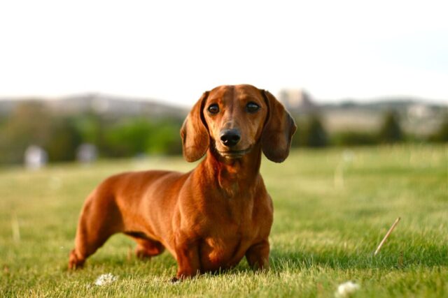 Dachshund