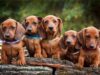 Dachshund breed puppies