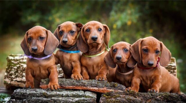 Dachshund breed puppies