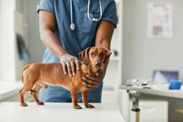 Dachshunds spine check at vets