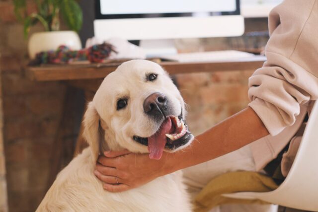 Eucalyptus-CBD for dogs