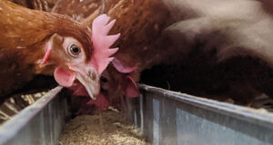 Layers feeding 2ND c Wynnstay