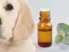 Eucalyptus and Canine Health: Separating Fact from Fiction