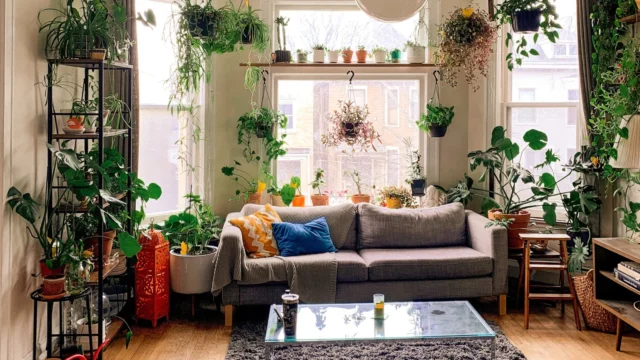 Indoor Plants