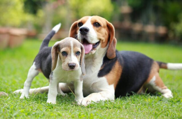 Beagles