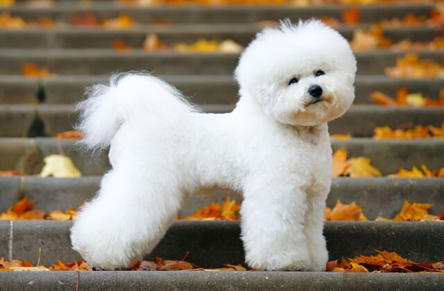 Bichon Frises