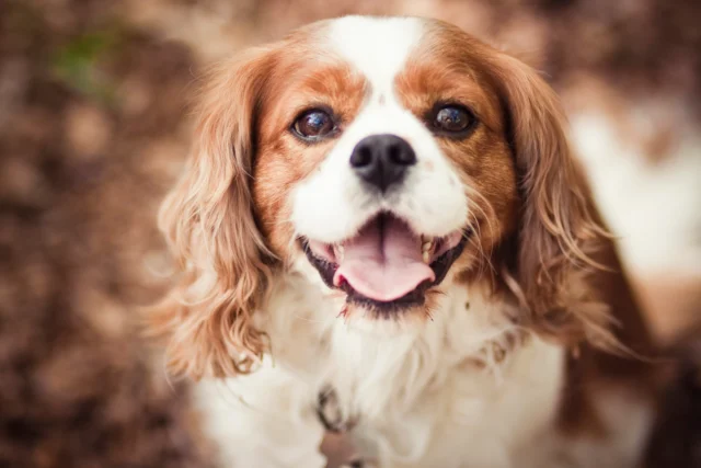 Cavalier King Charles Spaniels