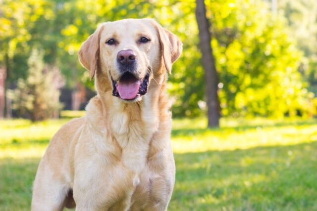 Labrador Retrievers