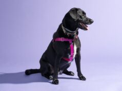 Comfort and Style Combined: How Personalized Dog Harnesses Keep Your Pup Happy Personalized Dog Harnesses Keep Your Pup Happy