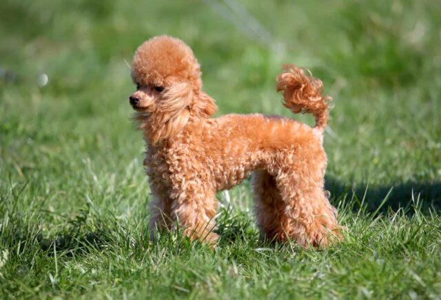 Poodles (Standard or Miniature)