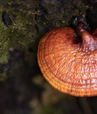 Medicinal Mushrooms and Their Health Benefits