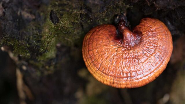 Medicinal Mushrooms and Their Health Benefits