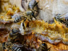 Experience the Power of Propolis Extract Experience the Power of Propolis Extract