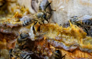 Experience the Power of Propolis Extract