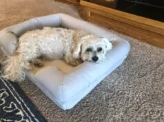 How Orthopedic Dog Beds Can Improve the Quality of Life for Dogs