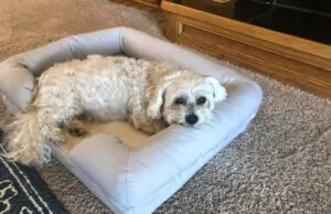 Aging Gracefully: How Orthopedic Dog Beds Can Improve the Quality of Life for Dogs How Orthopedic Dog Beds Can Improve the Quality of Life for Dogs