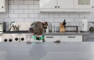 Thanksgiving Dos and Donts with Your Dog