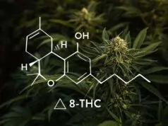 Exploring the Benefits of Delta 9 THC for Mental Health Delta 8 1