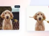 get rid of backgrounds from photos