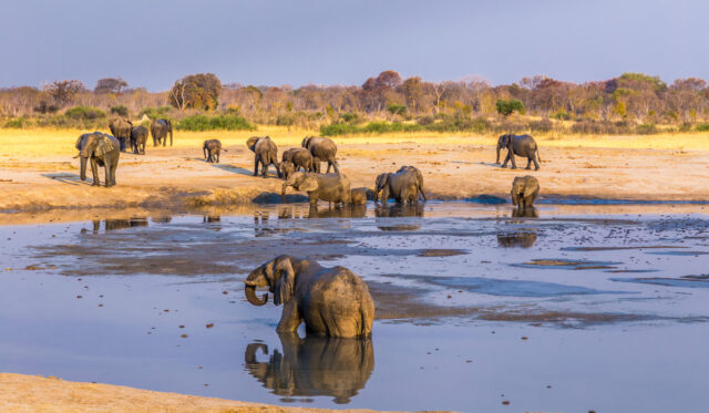 4 days in Hwange Public Park