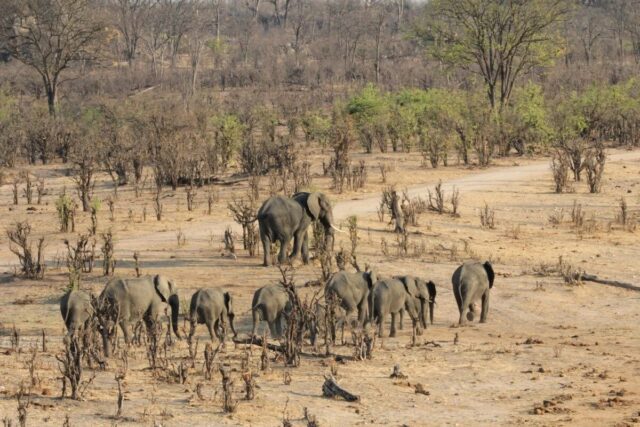 Vivid Untamed life Experiences at Hwangde National Park