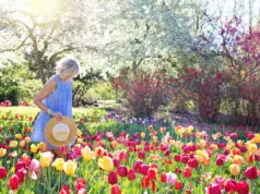 dreamy flower garden