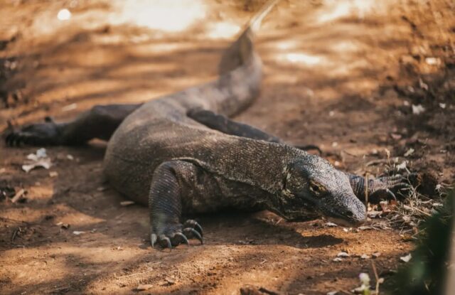 Komodo Dragons